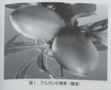 Figure 1. Argan fruit (around spring)