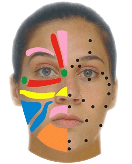 Facial Reflexology reflex map